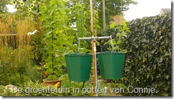 groenten-potten-bonen-in-emmers (800x450)