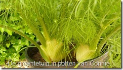 groenten-potten-venkel (800x450)