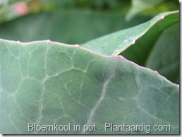 blkpt10_voedingsgebrek_paarse_randen_bloemkool