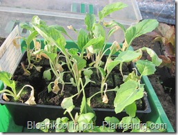 blkpt1_vorstschade_bloemkoolplanten_16_03