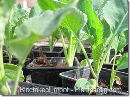 blkpt2_in_pot_9cm_bloemkoolplanten_15_04