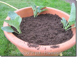 blkpt4_buitenkant_schuin_bloemkoolplanten_15_04