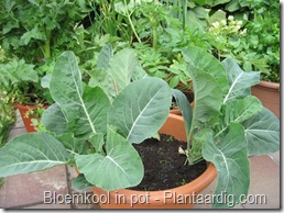 blkpt6_bloemkool_in_pot_08_05