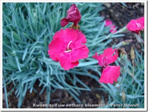 Dianthus