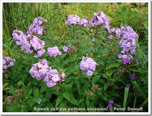 Phlox