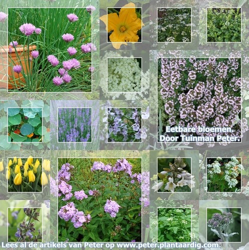 collage-eetbare-tuin