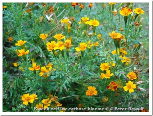 mini tagetes