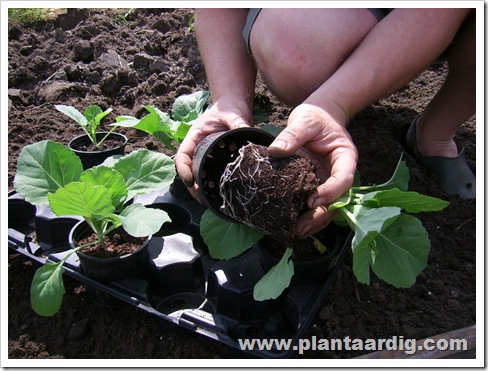 spitskool_planten_uitstellen