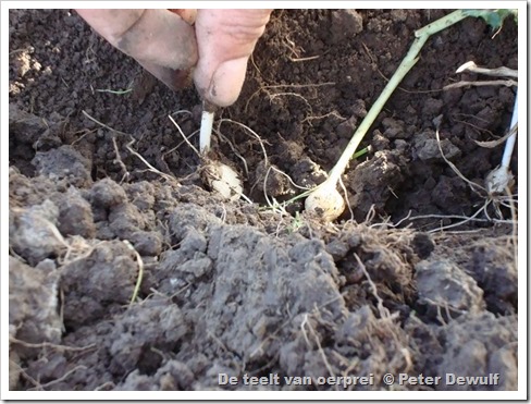 101de broedbolletjes scheuren en planten