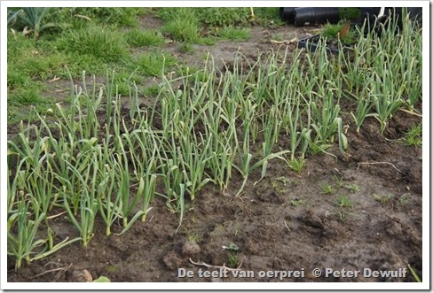 107een jaar later is het veldje al veel groter