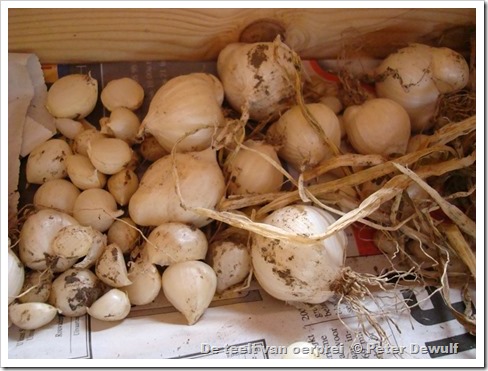 119de broedbollen voor het plantgoed