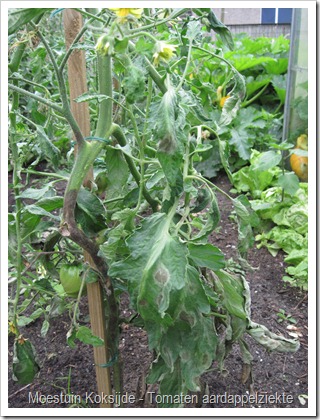 Tomaten-koksijde-aardappelziekte