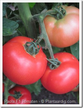 Paola_F1_tomaten2