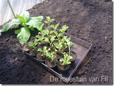 boerenkool met tabaks plant.