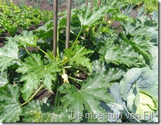 courgette plant met steun.