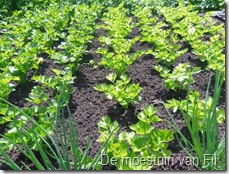 selder in volle grond. witte en groene.