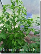 tomatenplant.