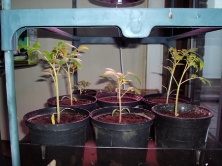 tomaten kweken groeilamp (spaarlamp)