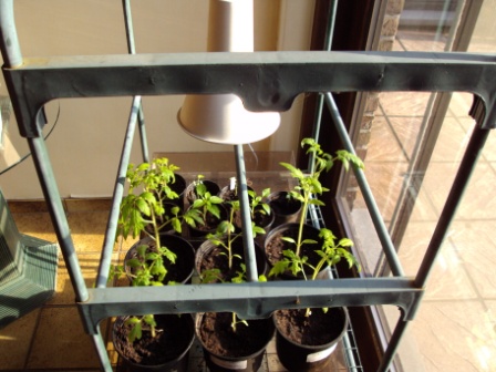 tomaten kweken groeilamp (spaarlamp)