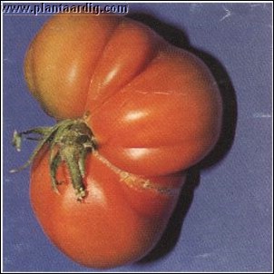 tomaat_bonk_misvormd.jpg