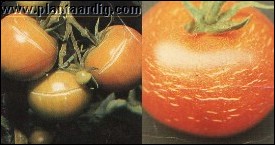 tomaatscheuren.jpg