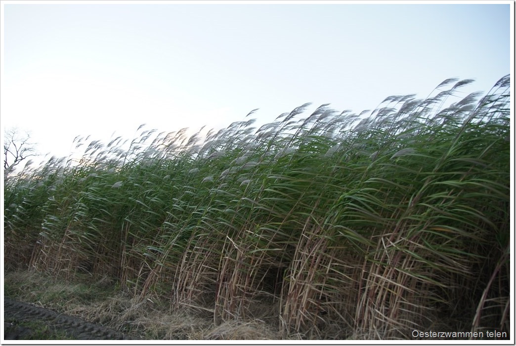 2 miscantus in de wind (Kopie)