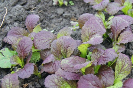 bladmosterd in de moestuin