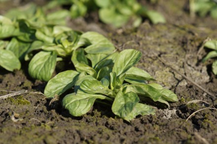 veldsla in de moestuin