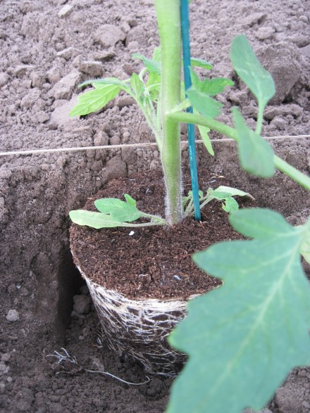 Tomaten planten