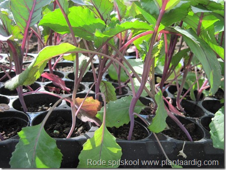 Planten rode spitskool in tray.