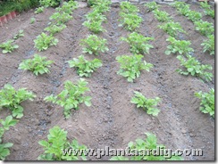 aardappelen-aanaarden-blauwe-korrel