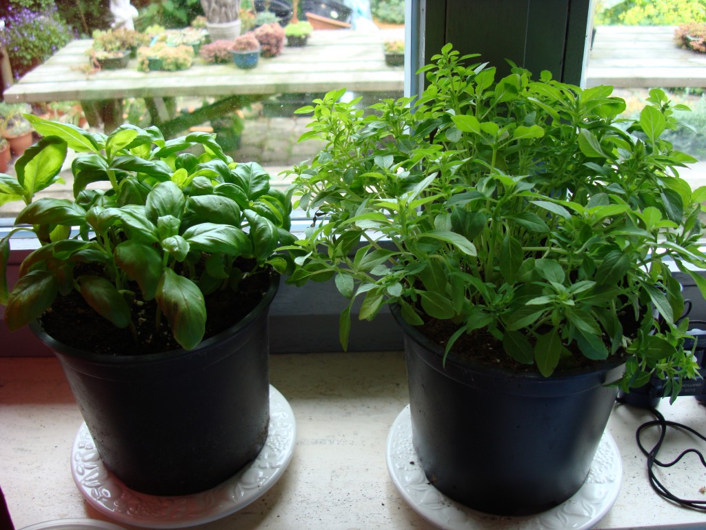 basilicum verpot