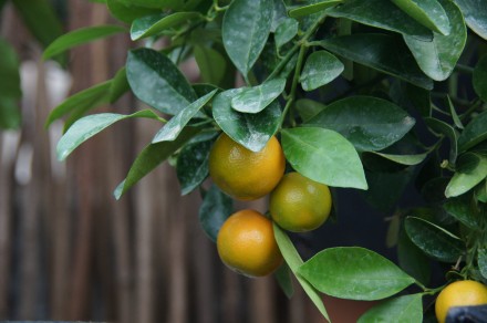 calamondine (2)