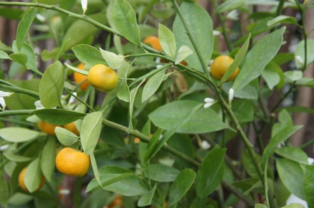 calamondine