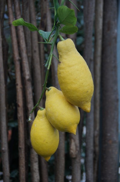 citroen (2)