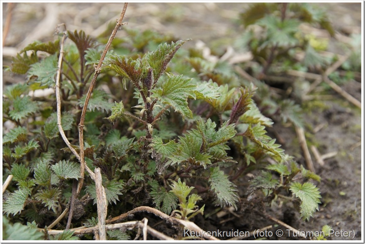 foto 10 ,grote brandnetel, Urtica dioica 