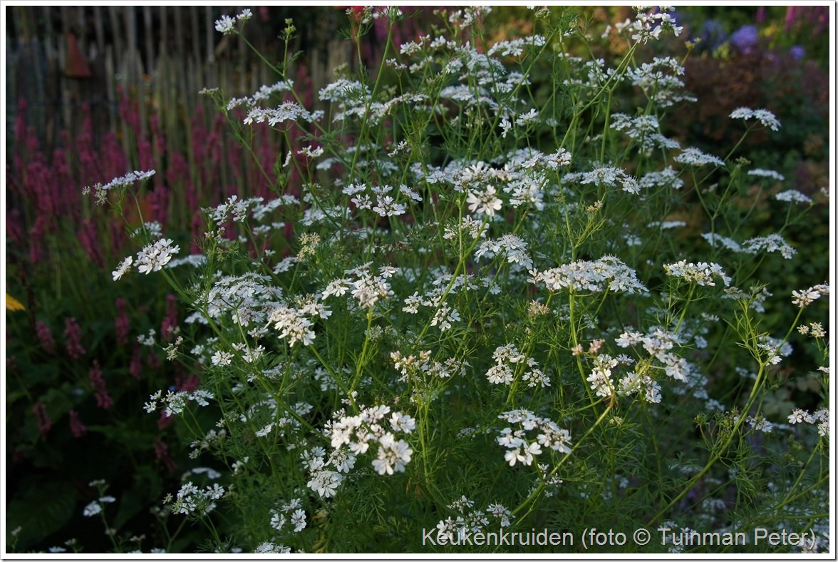 foto 11, koriander, Coriandrum sativum 