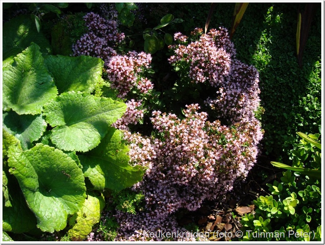 foto 19b, compacte oregano, Origanum vulgare 'Compactum' 