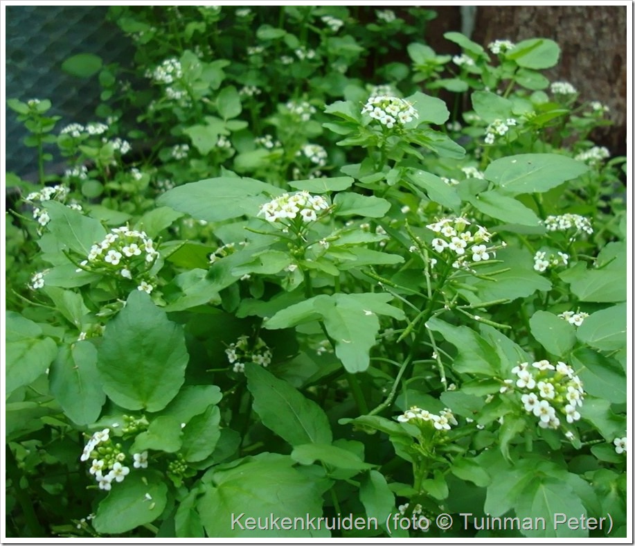 foto 31, waterkers, Nasturtium-aquaticum 