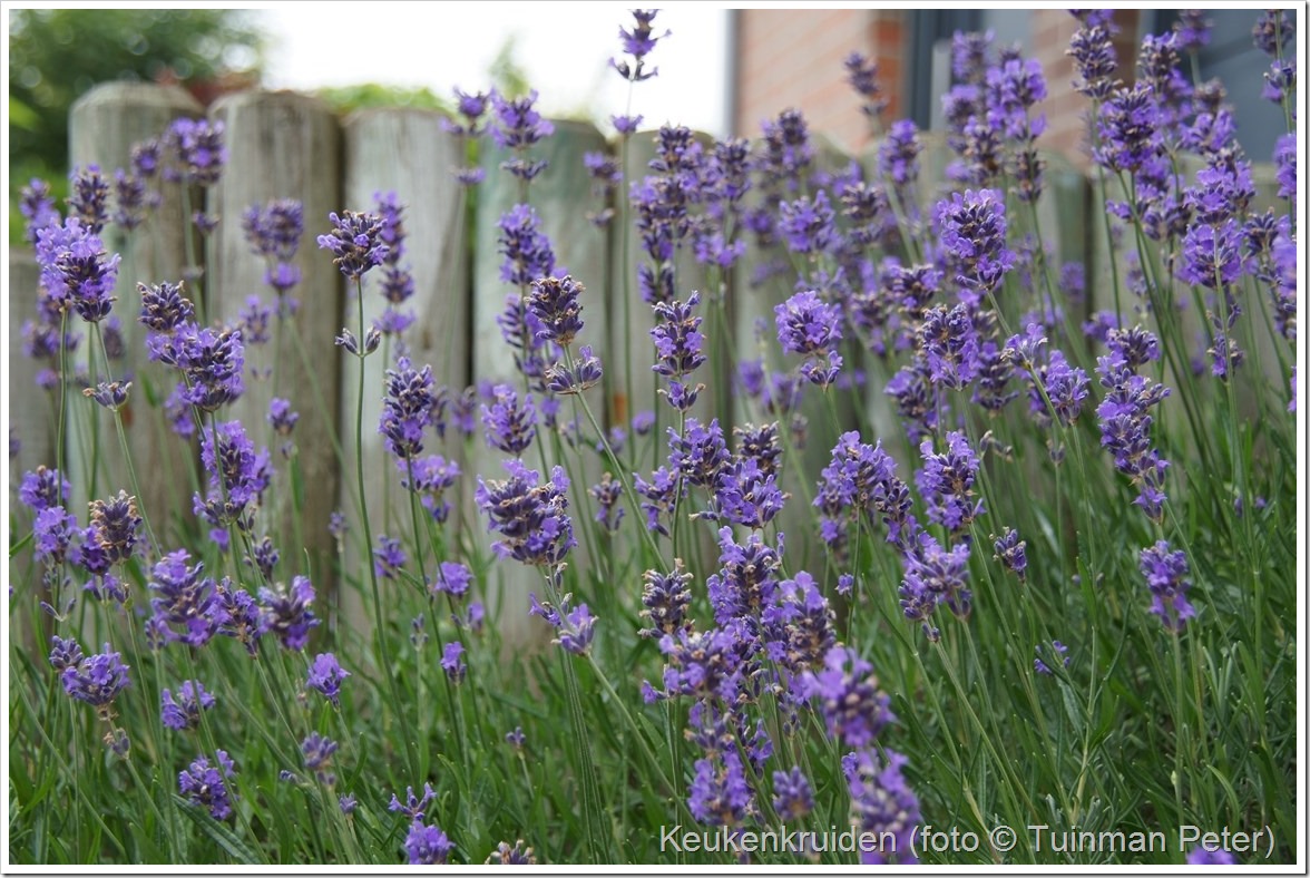 foto 34, lavendel, Lavendula angustifolia