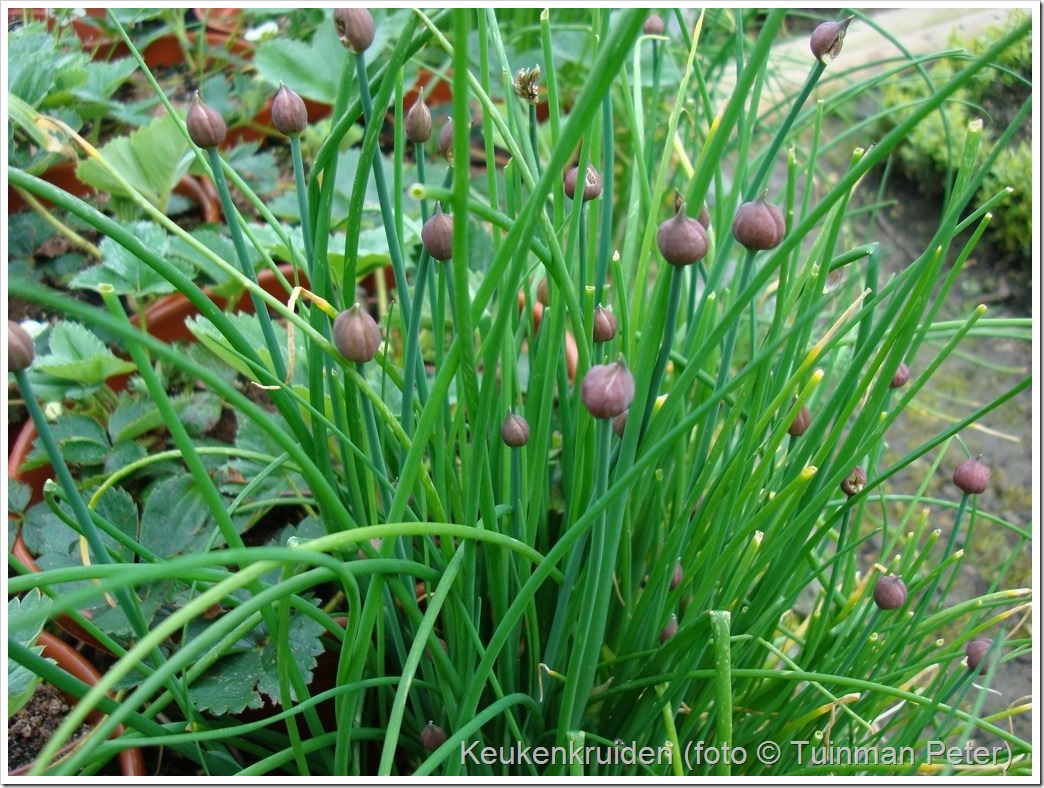 foto 4, fijne bieslook, Allium schoenoprasum 