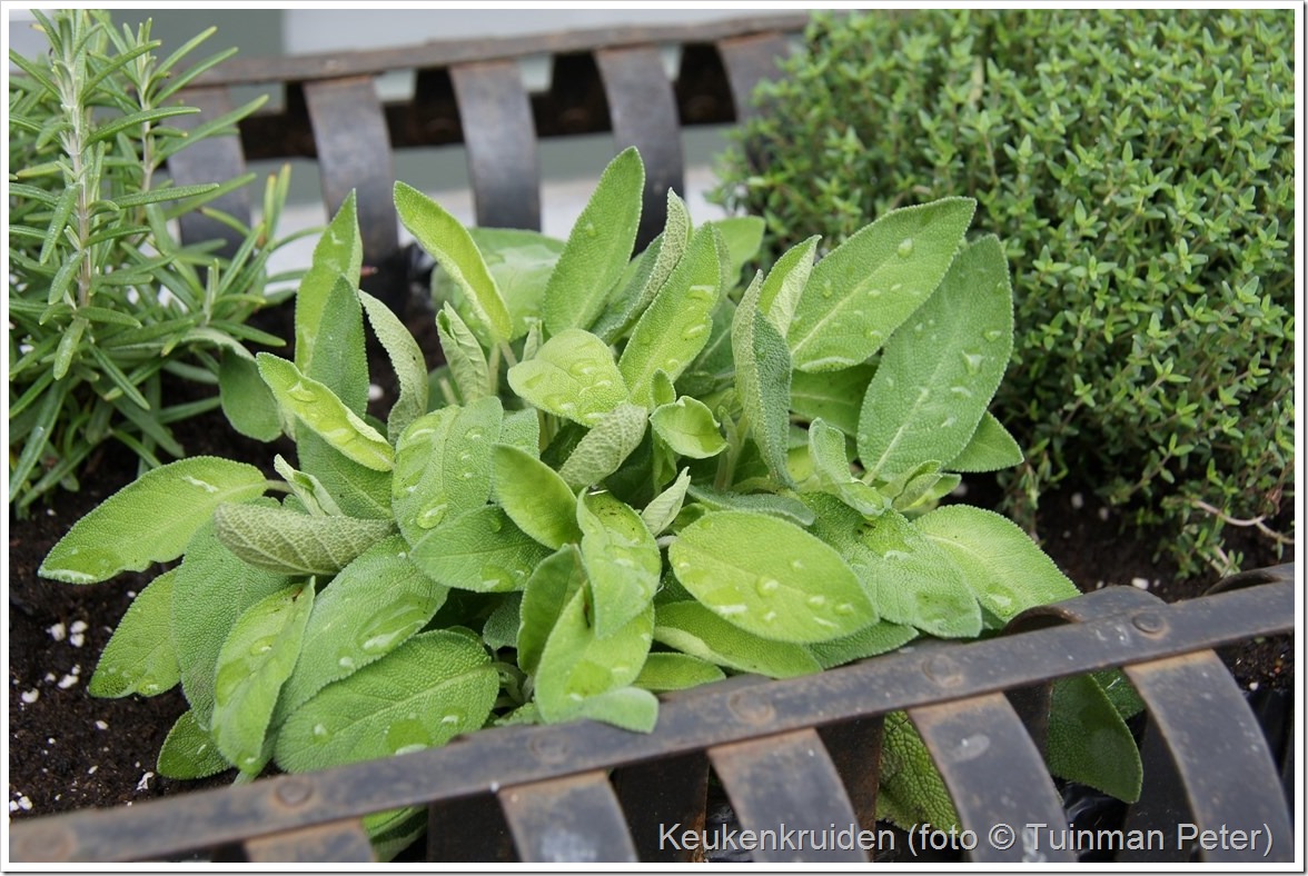 foto 40,grofbladige salie, Salvia officinalis 'Berggarten' 