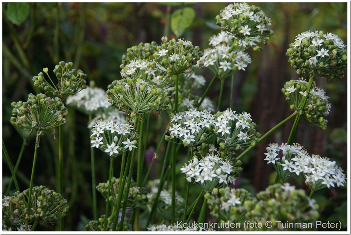 foto 5b, Chinese bieslook, Allium tuberosum 