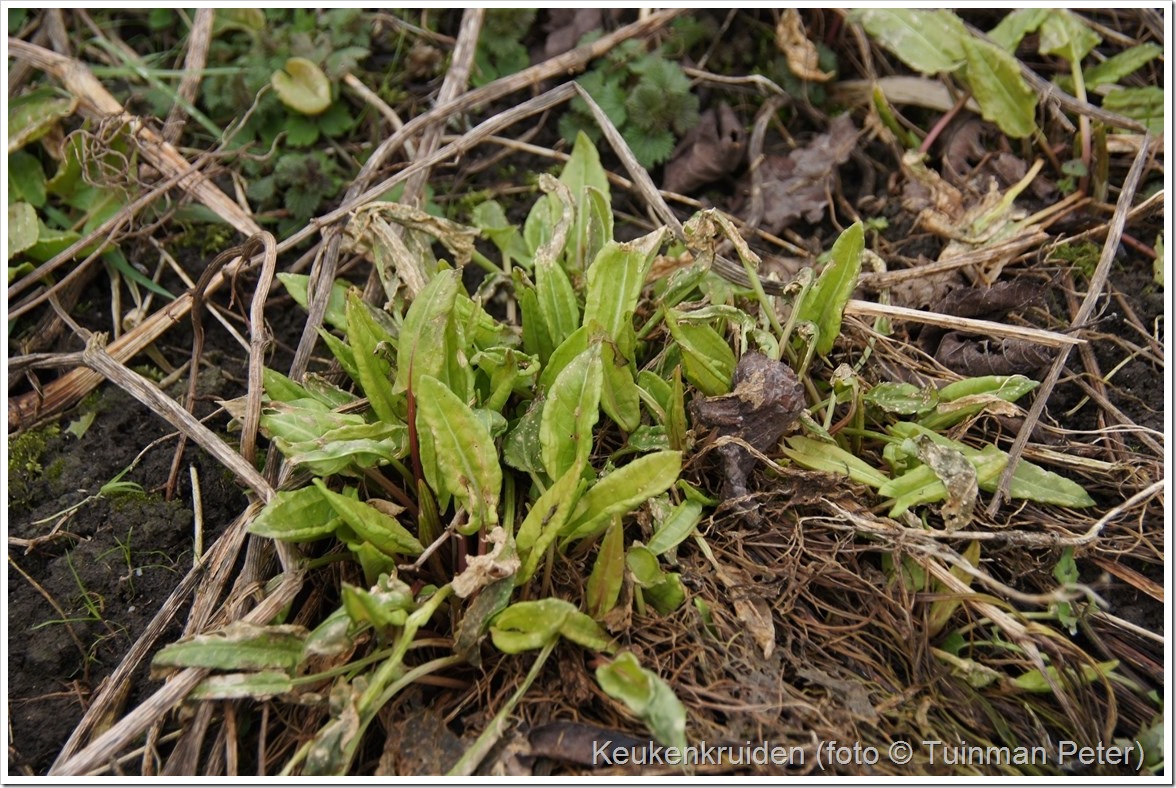 foto 68, zuring, Rumex acetosa 