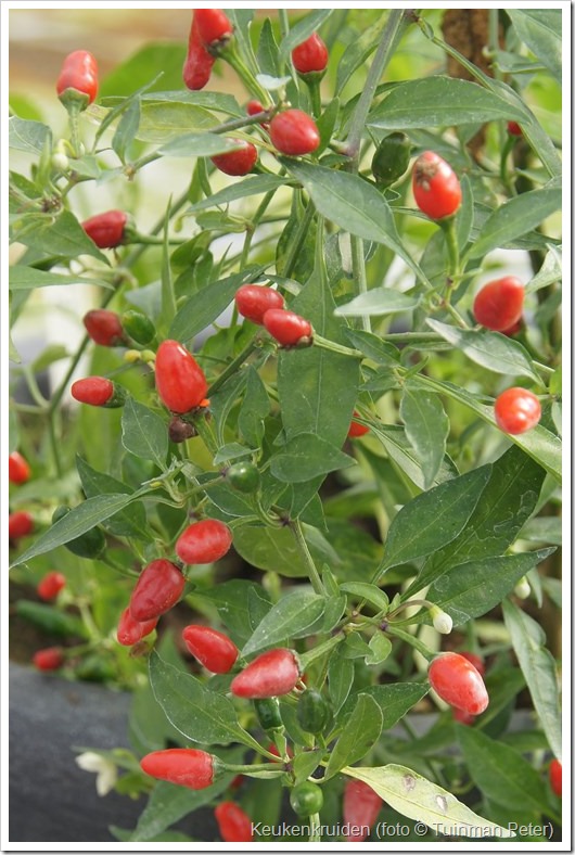 foto 70, pikante peper, Capsicum anuum 'Hot Thay Cullinary' 