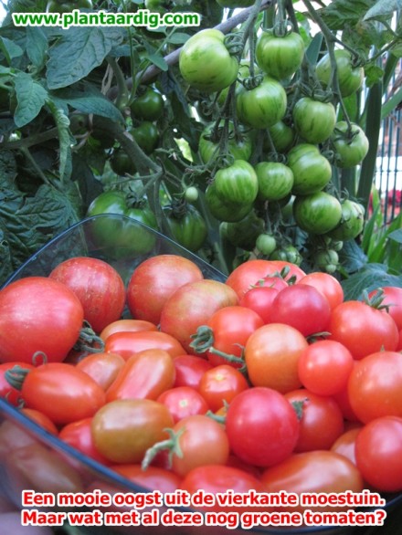 tomaten narijpen (groen geoogst)