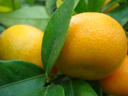 mandarijn (2)