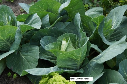 spitskool-vrijsterteelt-moestuin