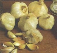 Knoflook telen