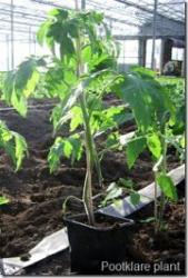 Wanneer en hoe tomaten planten in de kas.